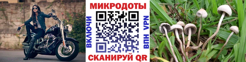 OMG как войти  Урус-Мартан  Псилоцибиновые грибы GOLDEN TEACHER 